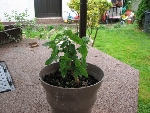 lantana2
